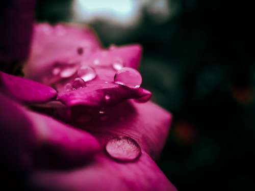 Macro Photo Of Water Drops On Pink Petals Photo