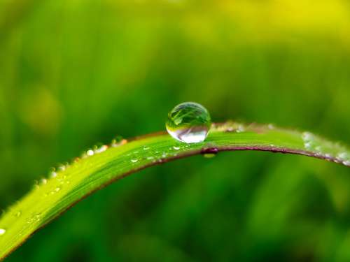 Macro Photo Of A Water Drop On A Blade Of Grass Photo