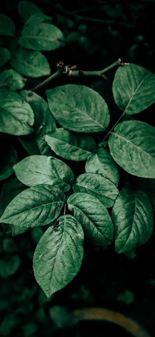 Dark Green Healthy Plant Leaves Photo
