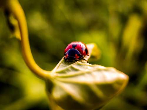 Macro Photo Of A Ladybug On A Plant Photo