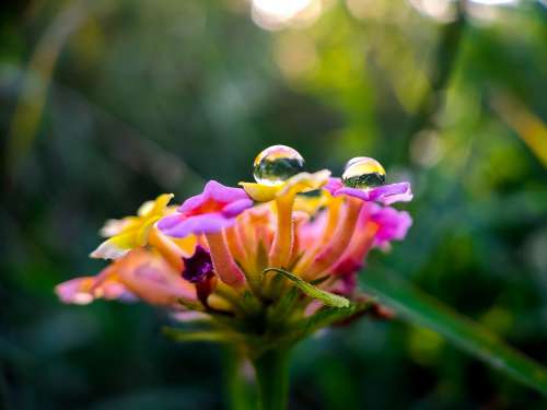 Close Up Of Water Drops On Colorful Tubular Flowers Photo