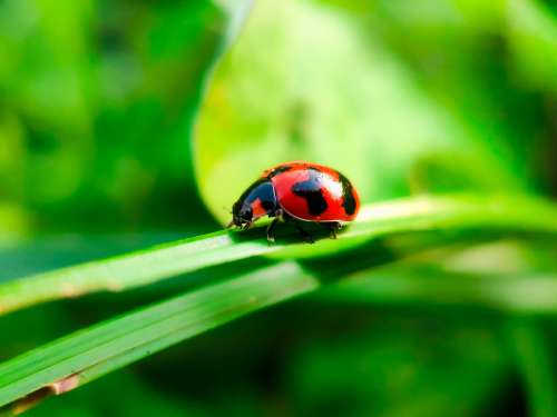 Ladybug On A Blade Of Green Grass Photo