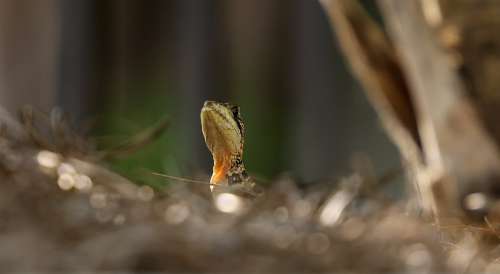 Small Lizard Tilts Its Head Towards The Sky Photo