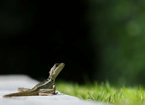 Small Green Lizard Looks Out To Green Grass Photo