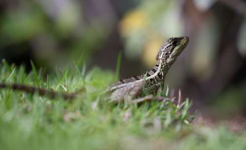 Small Green Lizard Sits In Green Grass Photo
