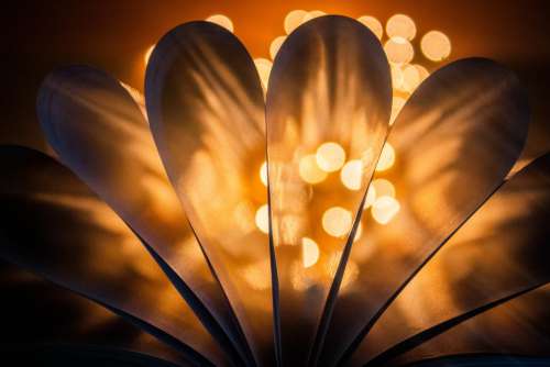 Yellow Petals Covered In Yellow Bokeh Light Photo