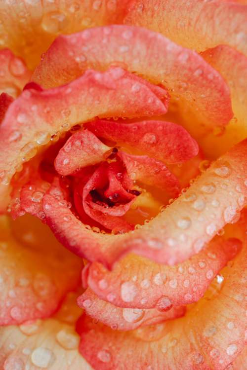 Background with flowers and leaves - raindrops