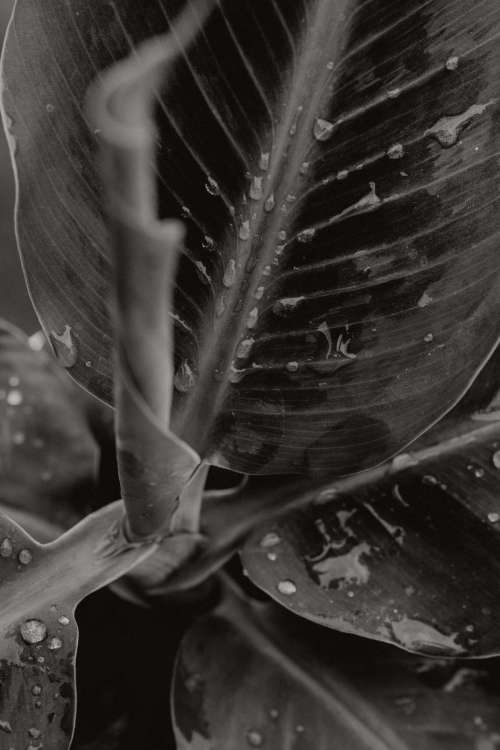 Background with flowers and leaves - raindrops