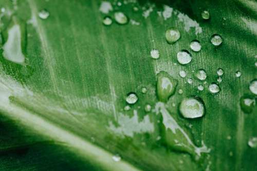 Background with flowers and leaves - raindrops