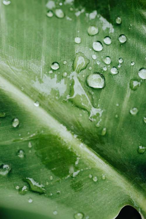 Background with flowers and leaves - raindrops