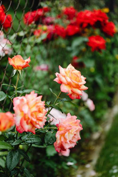 Background with flowers and leaves - raindrops