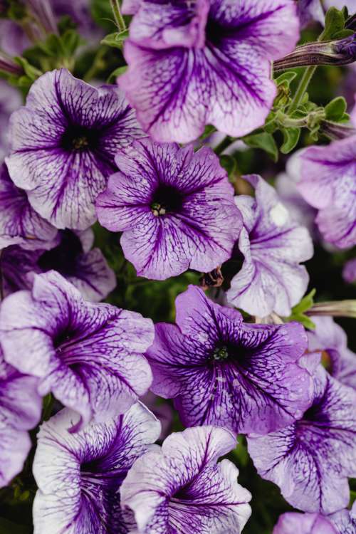 Background with flowers and leaves - raindrops