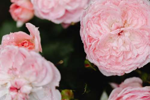 Background with flowers and leaves - raindrops