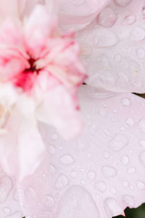 Background with flowers and leaves - raindrops