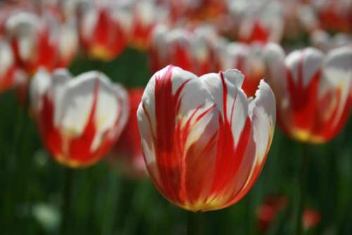 Tulip Petals Macro Free Photo