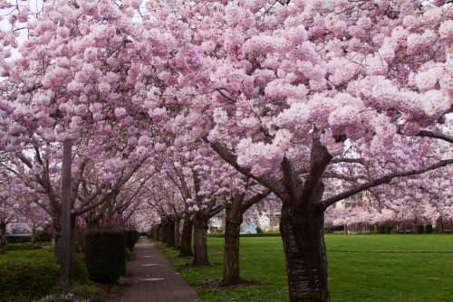 Cherry Blossom Trees Free Photo
