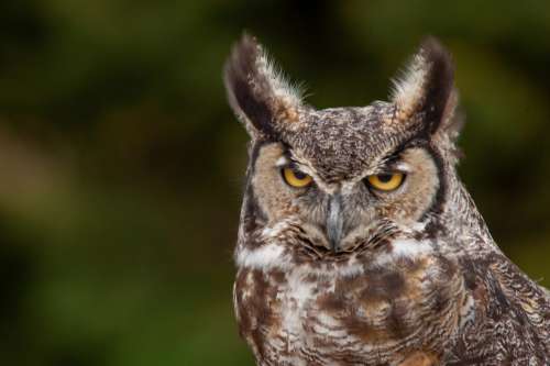 Great Horned Owl Free Photo