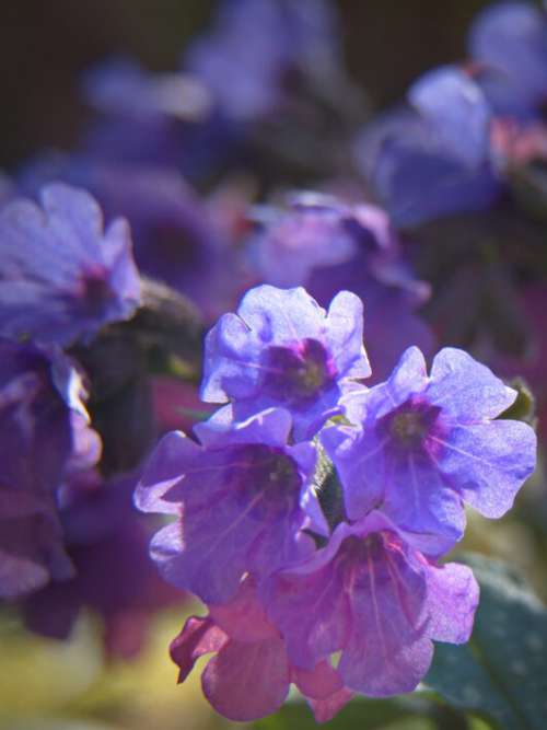 Purple Flowers Garden Free Photo