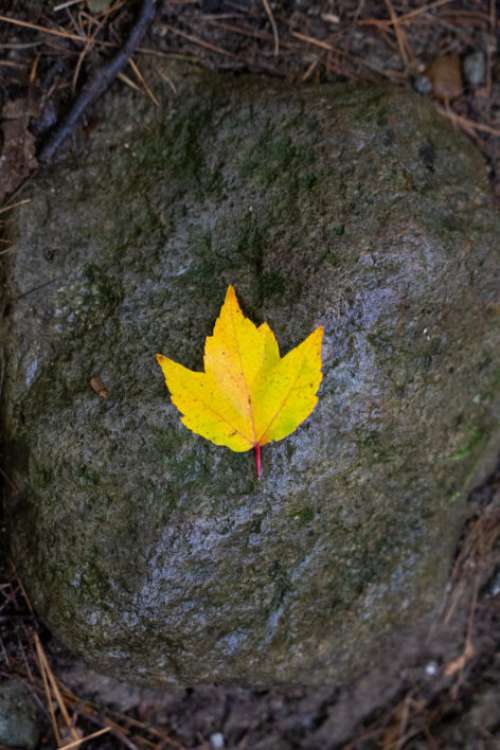 Autumn Leaf Free Photo
