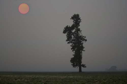 Lone Tree Fog Free Photo
