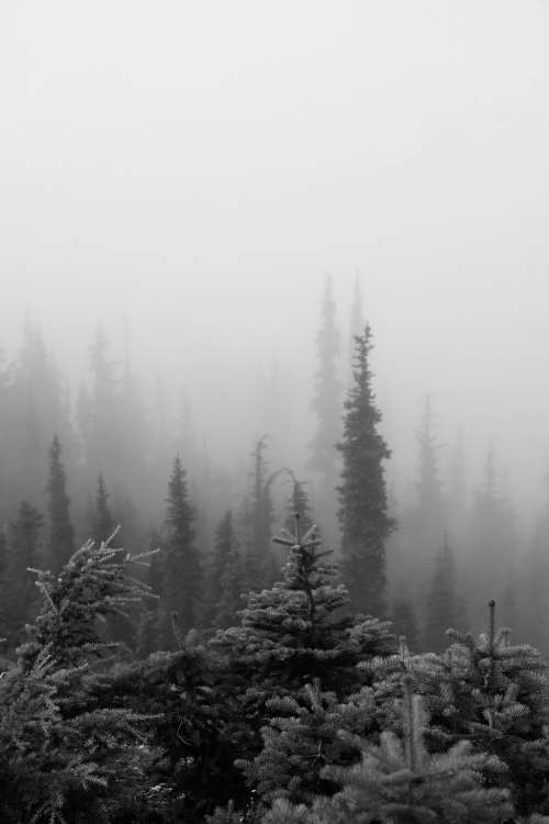 Evergreen Trees In Thick White Fog Photo