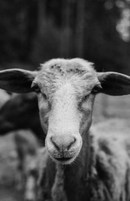 Black And White Photo Of A Goats Face Photo