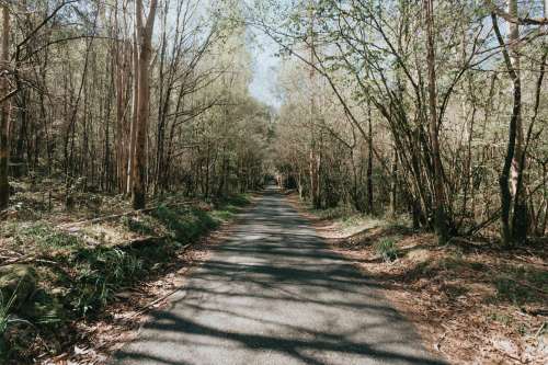 Paved Tree Lined Pathway In The Spring Photo