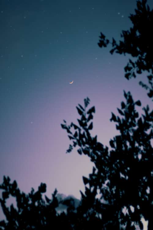 Silhouetted Trees Frame A Starry Sky Photo