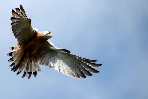 Camera Look Skywards To A Bird In Flight Photo