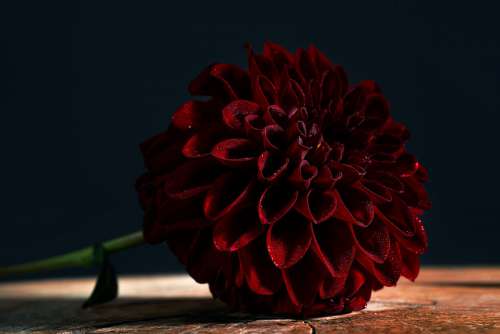 Perfect Deep Red Dahlia Laying On A Wooden Board Photo