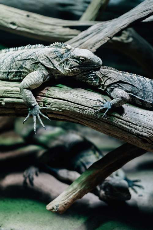 Lizards Laying On Wooden Branches Photo
