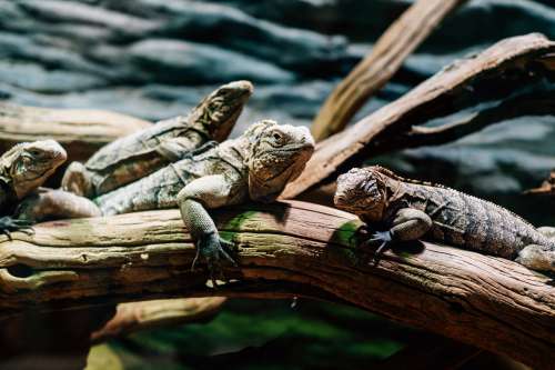 Four Lizards Lay On Wooden Branches Photo