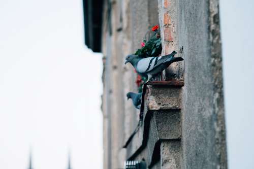 Pigeons On A Concrete Window Sill Photo