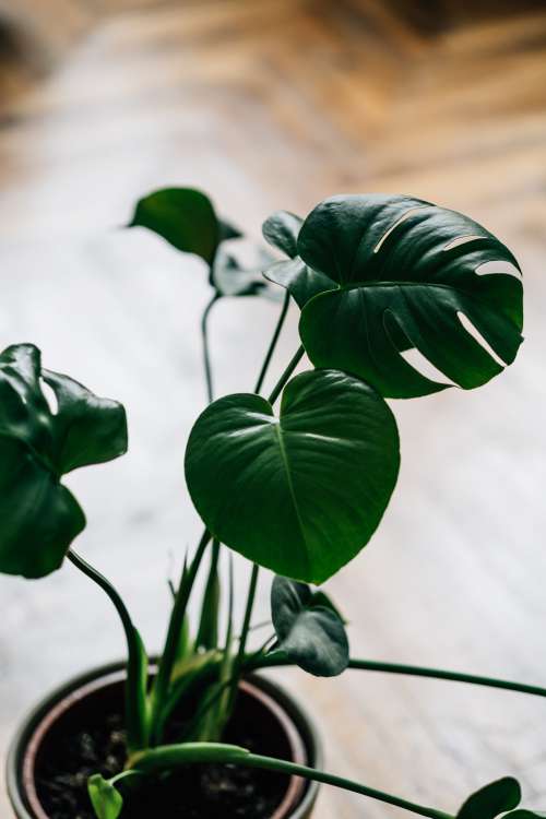 Green Leaves Of A Healthy Houseplant Photo