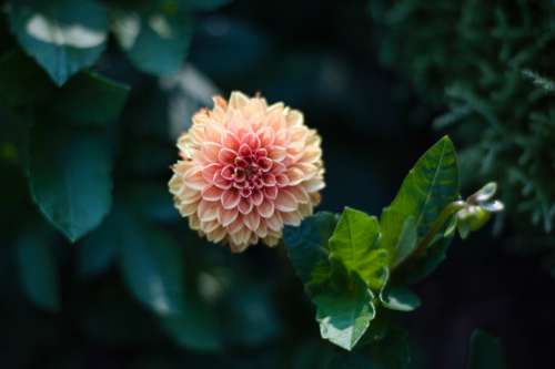 Yellow Dahlia With A Pink Center In Perfect Focus Photo