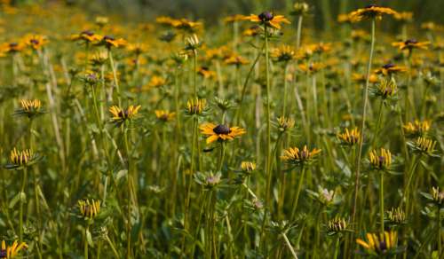 Field Filled With Yellow Wildflowers With Long Green Stems Photo