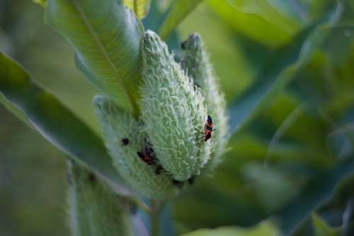 Red And Black Bugs On Milkweed Pods Macro Photo