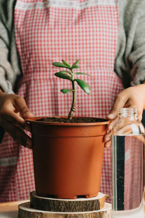 Person Holds The Sides Of A Potted Plant Photo
