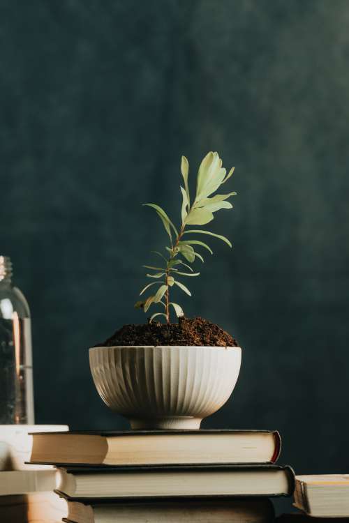 White Bowl With A Plant Sits On A Stack Of Books Photo