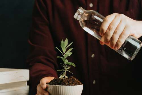 Person Gets Ready To Water A Small Potted Plant Photo