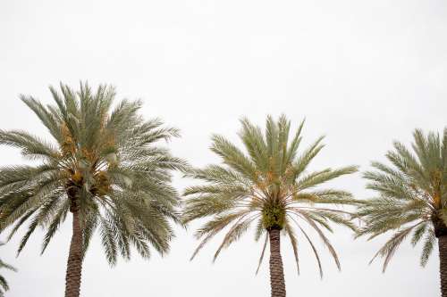 Three Tall Palm Trees Against A White Sky Photo