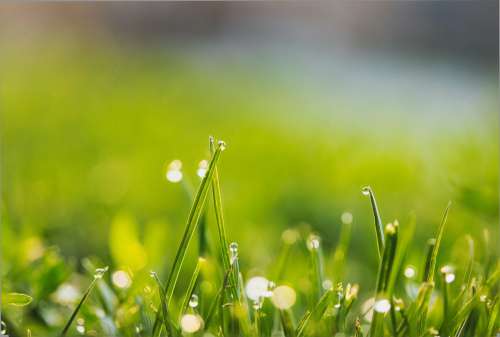 Grass With Water Drops Balanced On Each Blade Photo