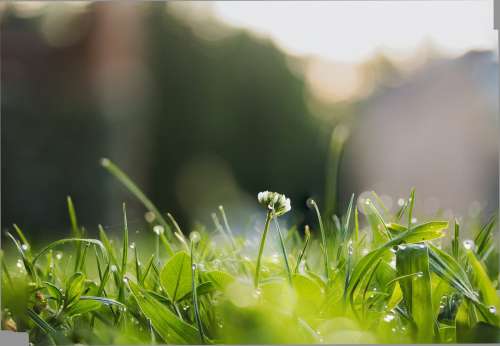 Low View Of Wet Green Grass And A White Wild Flower Photo