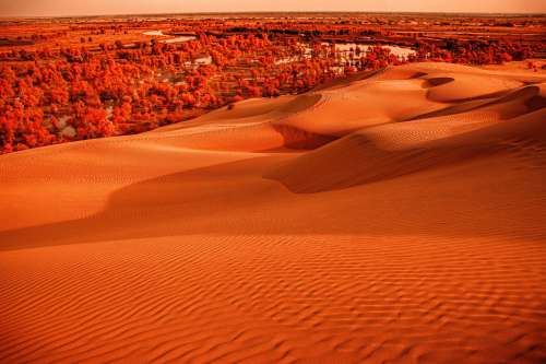Vibrant Orange Landscape Of Sand Dunes And Trees Photo