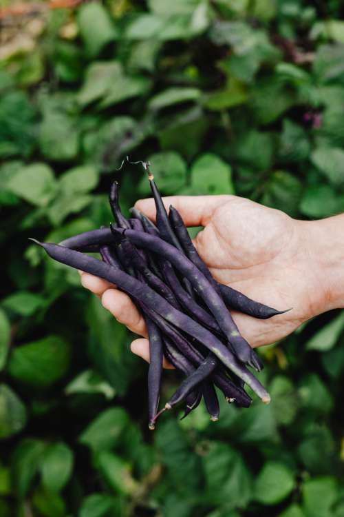 Variety of vegetables growing in backyard garden