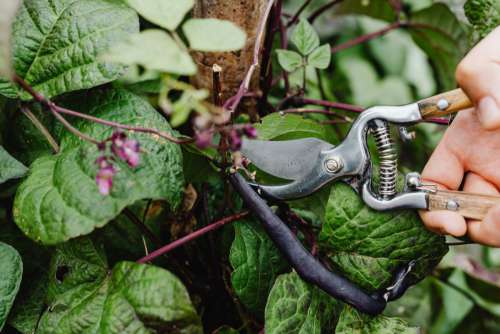 Variety of vegetables growing in backyard garden