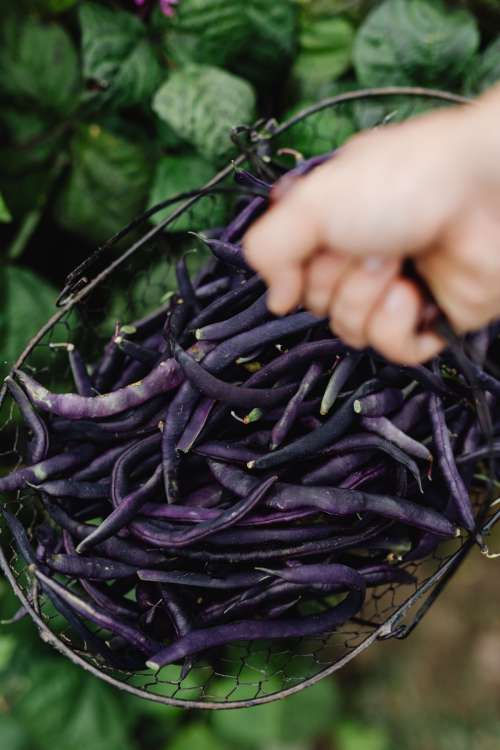 Variety of vegetables growing in backyard garden