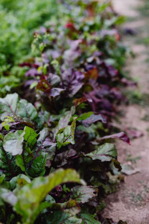 Variety of vegetables growing in backyard garden