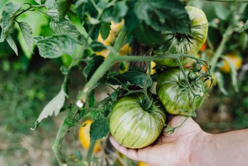 Variety of vegetables growing in backyard garden