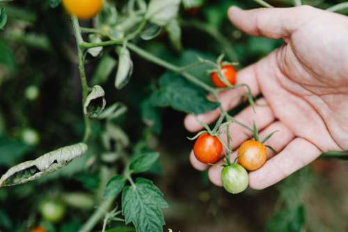 Variety of vegetables growing in backyard garden